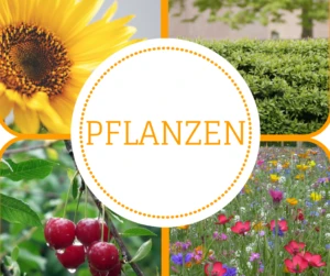 Pflanzen im Garten